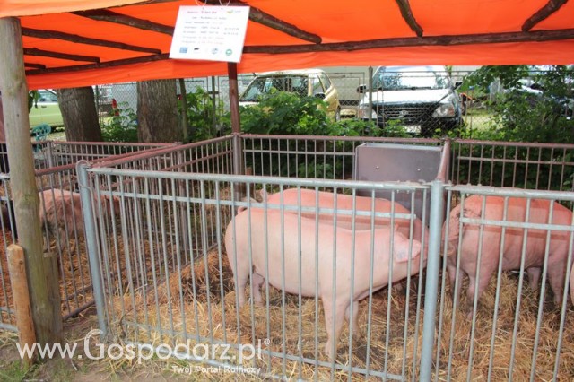 Loszki mieszańce ras wbp z pbz