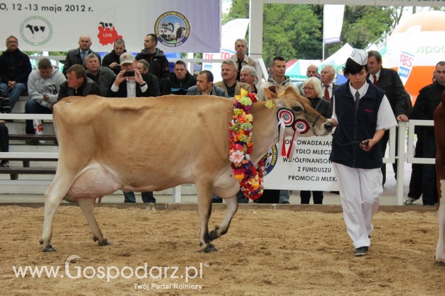 Prezentacja Championów na VII Ogólnopolskiej Wystawie Bydła Hodowlanego w Sielinku 2012 - 19