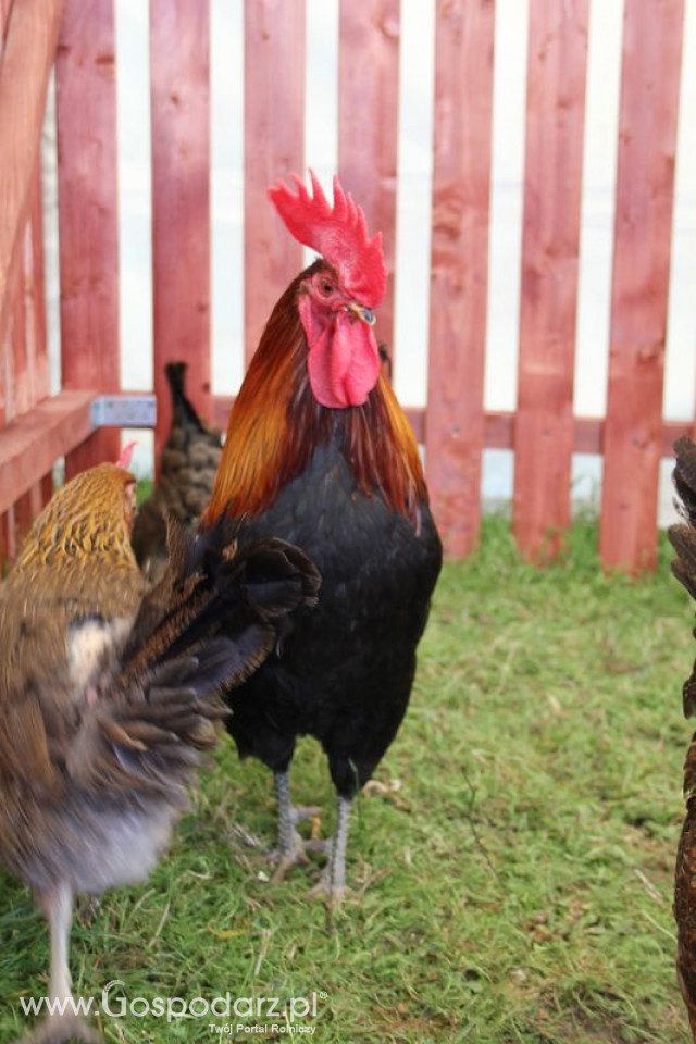 Zielononóżka kuropatwiana z-11