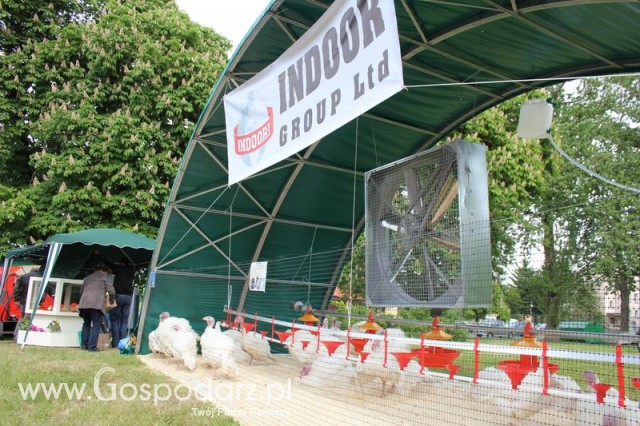 Pierwsze dni indyka w Koźminku