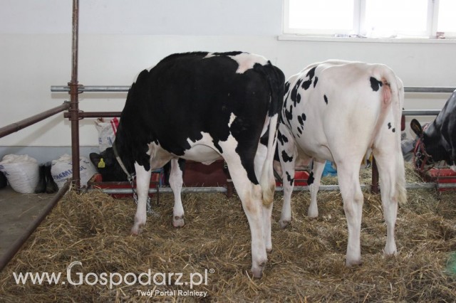 VII Ogólnopolska Wystawa Bydła Hodowlanego - 150