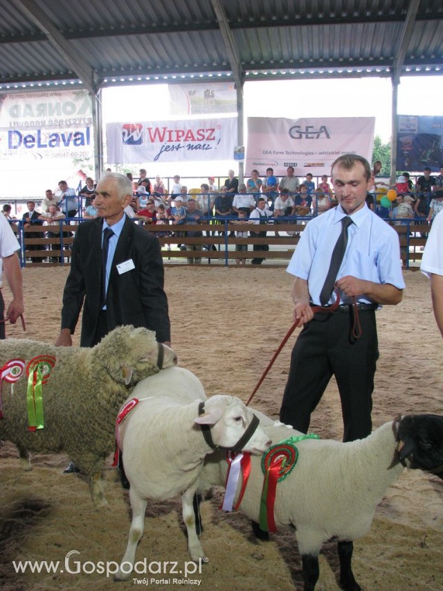 Owce - Szepietowo 2012 XIX Regionalna Wystawa Zwierząt Hodowlanych - 46