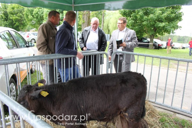 VII Ogólnopolska Wystawa Bydła Hodowlanego - 103