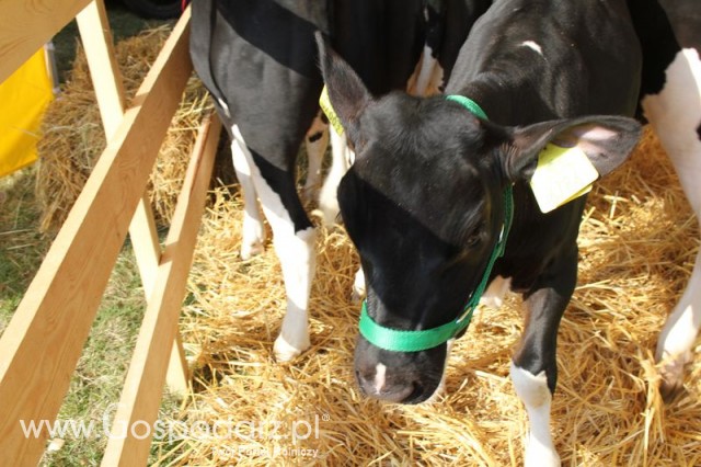 Foto reportaż z Targów Rolno-Ogrodnicze AGROMARSZ Marszew 2011
