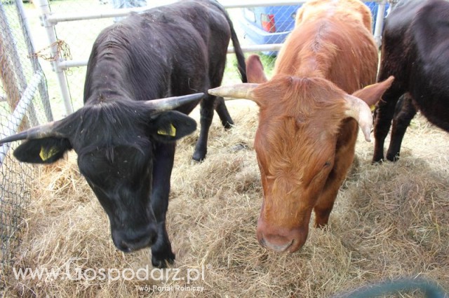 XX Targi Rolnicze Lubniewice