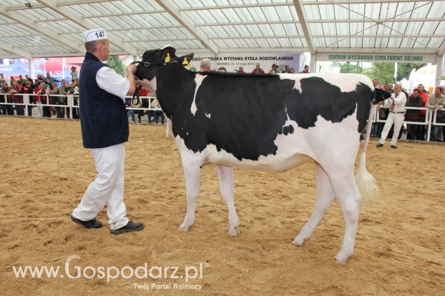 VII Ogólnopolska Wystawa Bydła Hodowlanego - 39