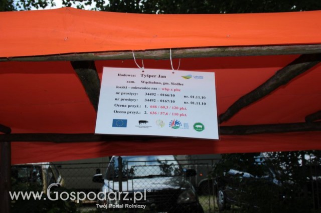 Loszki mieszańce ras wbp z pbz