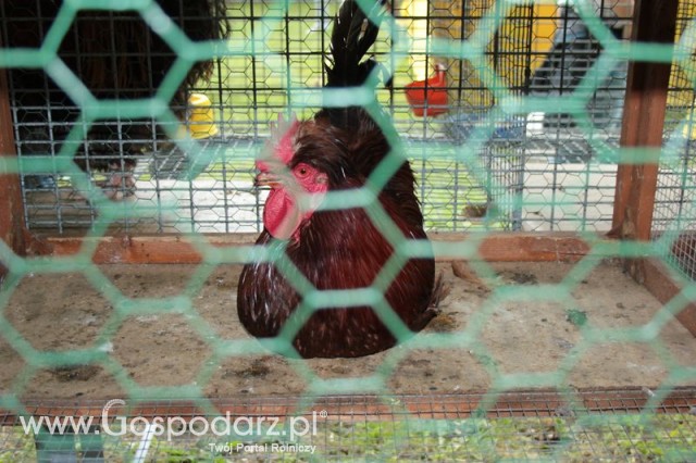 Czubatka Staropolska