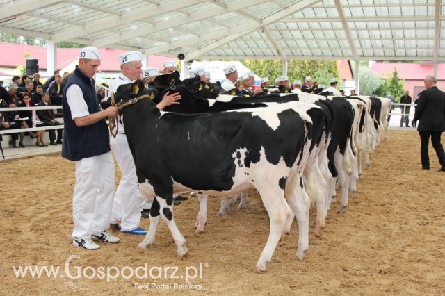 VII Ogólnopolska Wystawa Bydła Hodowlanego - 12