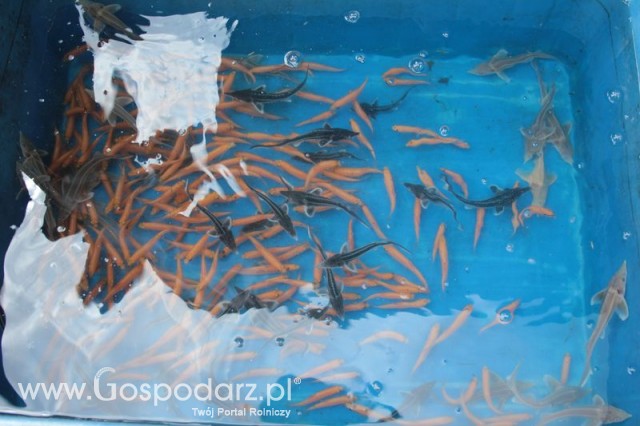 XX Targi Rolnicze Lubniewice 