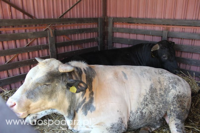 Bydło - Szepietowo 2012 XIX Regionalna Wystawa Zwierząt Hodowlanych - 20
