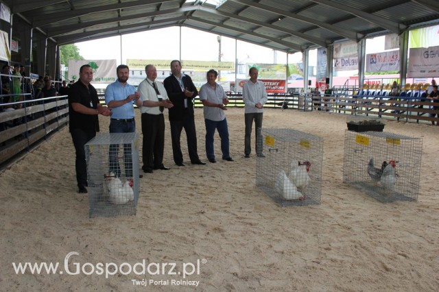 Drób - Szepietowo 2012 XIX Regionalna Wystawa Zwierząt Hodowlanych - 2