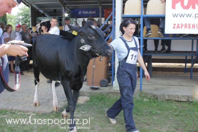 Bydło - Szepietowo 2012 XIX Regionalna Wystawa Zwierząt Hodowlanych - 82