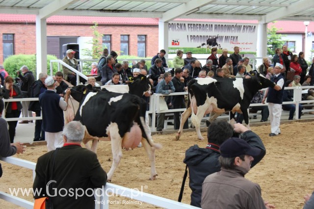 VII Ogólnopolska Wystawa Bydła Hodowlanego - 69