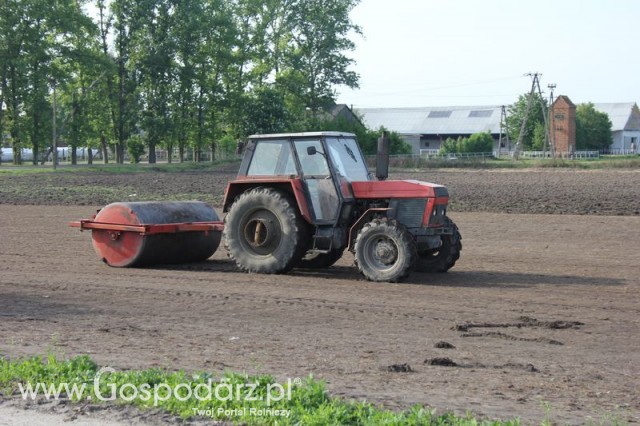Wałowanie pola przed pokazami