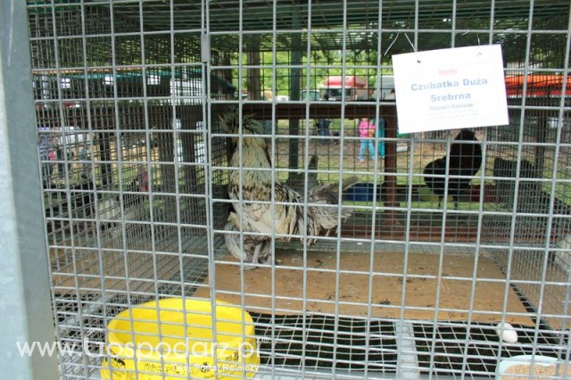 Czubatka Duża Srebrna 