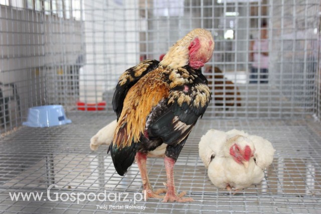 Drób - Szepietowo 2012 XIX Regionalna Wystawa Zwierząt Hodowlanych - 40