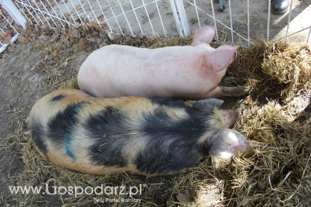 Agromarsz 2012 - 112