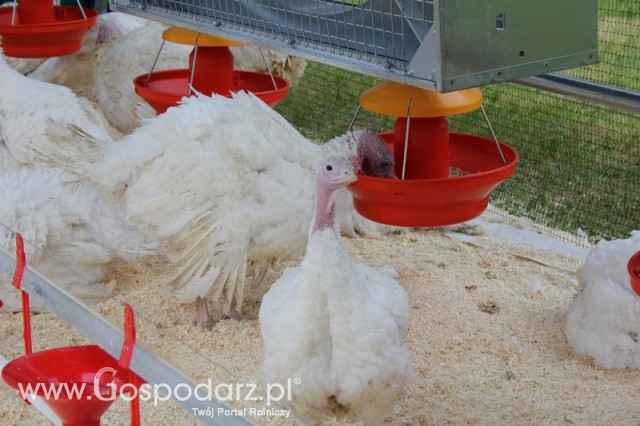 Pierwsze dni indyka w Koźminku