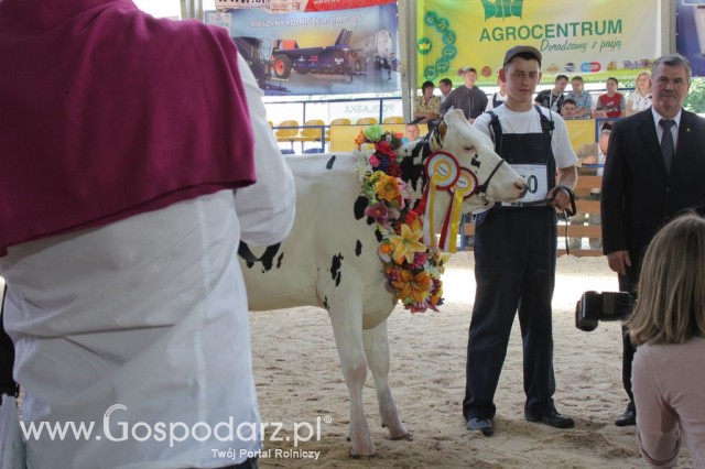 Bydło - Szepietowo 2012 XIX Regionalna Wystawa Zwierząt Hodowlanych - 81