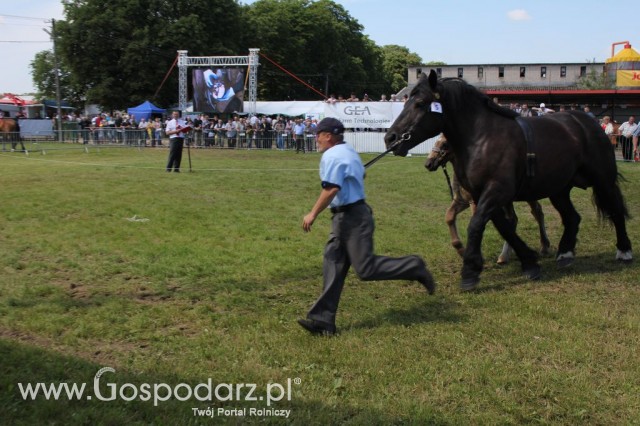 Konie - Szepietowo 2012 XIX Regionalna Wystawa Zwierząt Hodowlanych - 9