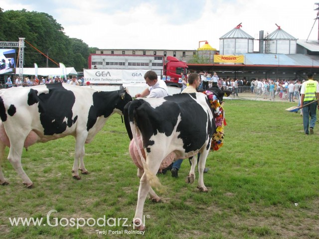 Bydło - Szepietowo 2012 XIX Regionalna Wystawa Zwierząt Hodowlanych - 50