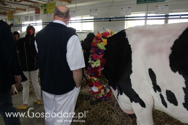 VII Ogólnopolska Wystawa Bydła Hodowlanego - 165