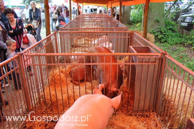 XX Targi Rolnicze Lubniewice