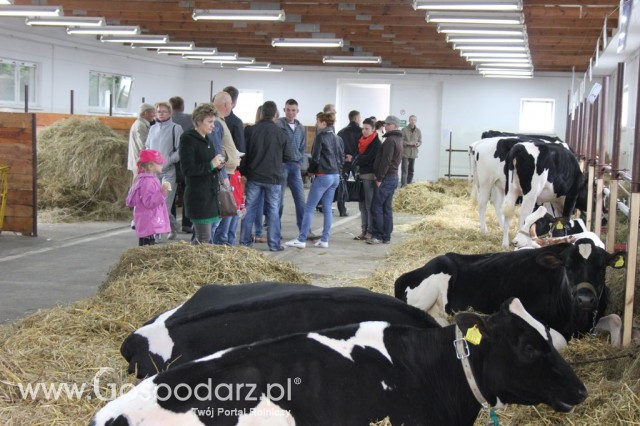 VII Ogólnopolska Wystawa Bydła Hodowlanego - 148