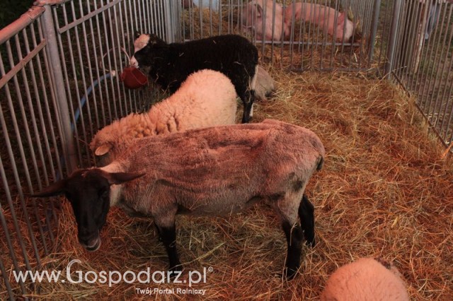 XX Targi Rolnicze Lubniewice