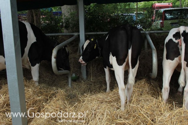 Wystawa Bydła Mlecznego