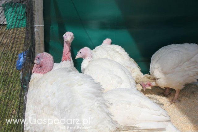 Pierwsze dni indyka w Koźminku