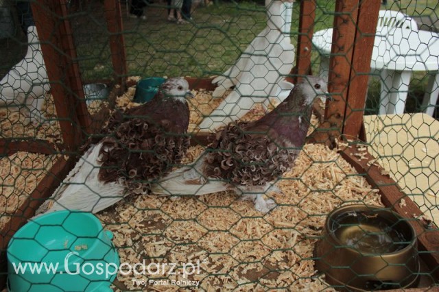 Gołębie Loczek Węgierski