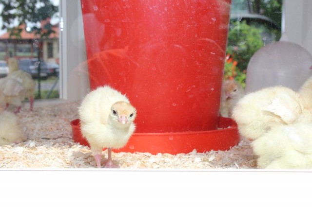 Pierwsze dni indyka w Koźminku