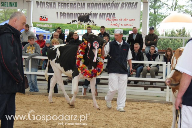Prezentacja Championów na VII Ogólnopolskiej Wystawie Bydła Hodowlanego w Sielinku 2012 - 3