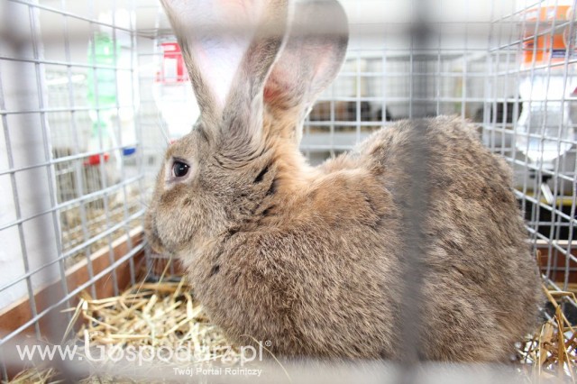 Drób - Szepietowo 2012 XIX Regionalna Wystawa Zwierząt Hodowlanych - 47