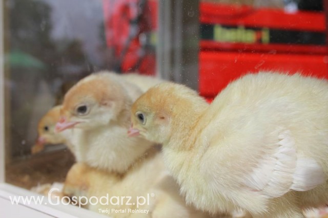 Pierwsze dni indyka w Koźminku