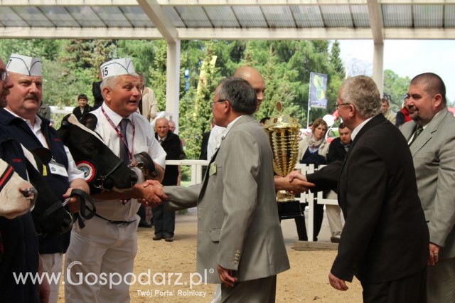 VII Ogólnopolska Wystawa Bydła Hodowlanego - 25