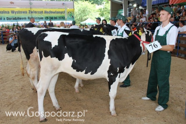 Bydło - Szepietowo 2012 XIX Regionalna Wystawa Zwierząt Hodowlanych - 114