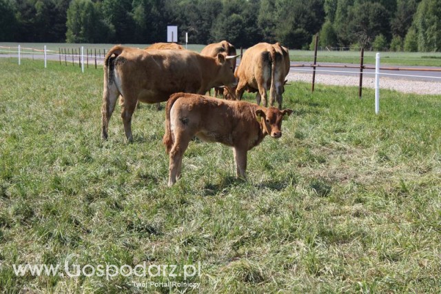 Wypas bydła zdjęcie nr 14