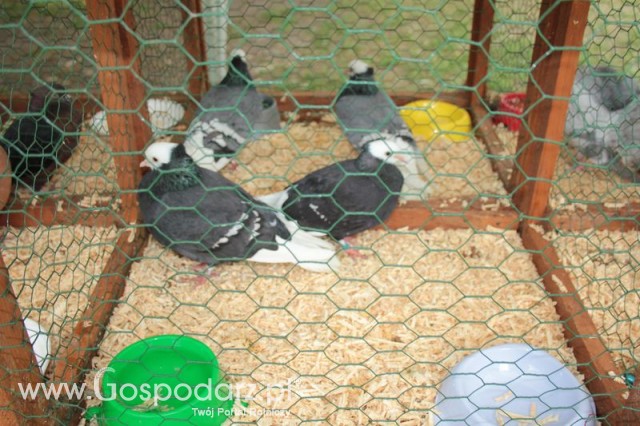 Gołębie Mnich Turgawski Czarny