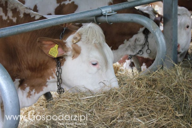 XX Targi Rolnicze Lubniewice