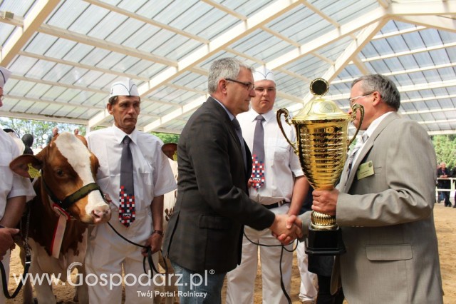 VII Ogólnopolska Wystawa Bydła Hodowlanego - 33