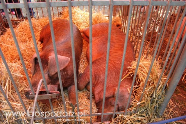 XX Targi Rolnicze Lubniewice