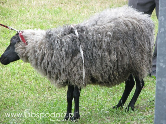 Owce - Szepietowo 2012 XIX Regionalna Wystawa Zwierząt Hodowlanych - 24