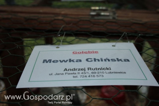 Gołębie Mewka Chińska