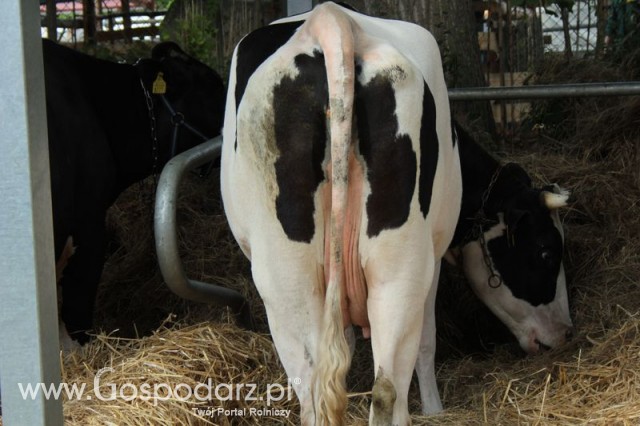 Wystawa Bydła Mlecznego