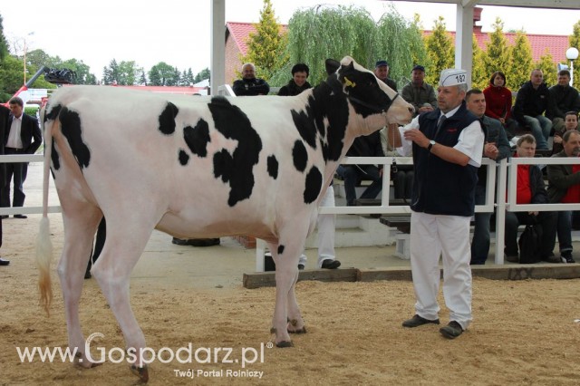 VII Ogólnopolska Wystawa Bydła Hodowlanego - 61