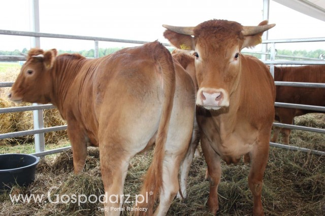 Zielone Agro Show Kąkolewo - Polskie Zboża  - 13