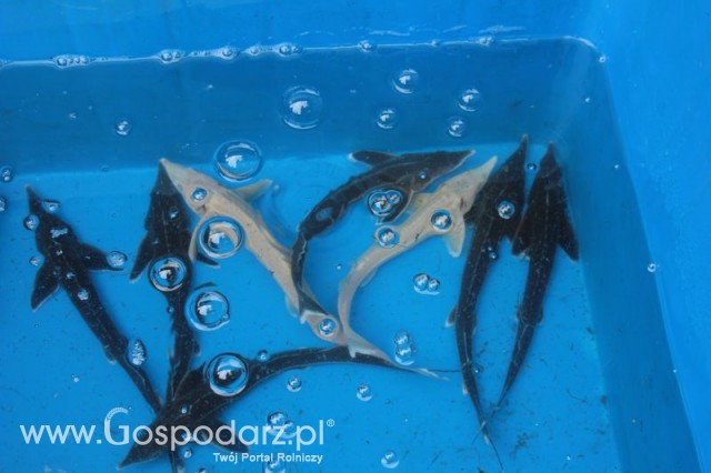 XX Targi Rolnicze Lubniewice 